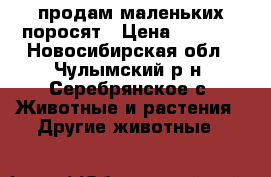 продам маленьких поросят › Цена ­ 2 500 - Новосибирская обл., Чулымский р-н, Серебрянское с. Животные и растения » Другие животные   